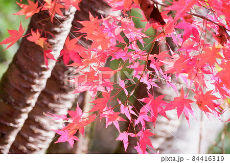紅葉 紅葉 84416319