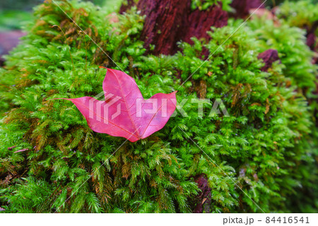 Maple leaf will red in Phu Kradueng National Park is at Loei province 84416541