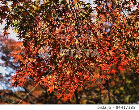 羅漢の里の紅葉　羅漢渓谷の紅葉 84417338