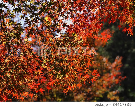 羅漢の里の紅葉 羅漢渓谷の紅葉 羅漢の里の紅葉 羅漢渓谷の紅葉 84417339
