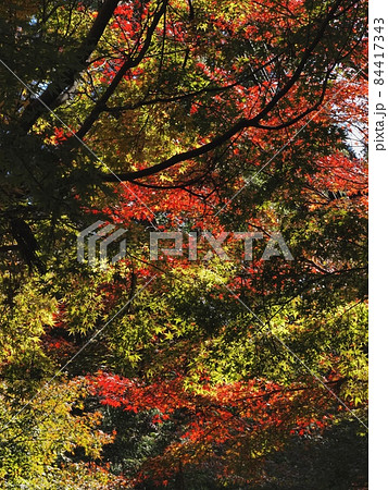 羅漢の里の紅葉　羅漢渓谷の紅葉 84417343