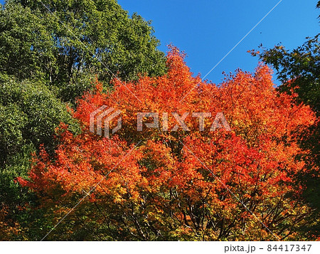 羅漢の里の紅葉 羅漢渓谷の紅葉 羅漢の里の紅葉 羅漢渓谷の紅葉 84417347