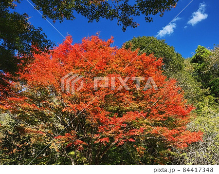 羅漢の里の紅葉　羅漢渓谷の紅葉 84417348