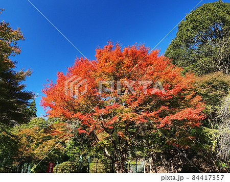 羅漢の里の紅葉　羅漢渓谷の紅葉 84417357