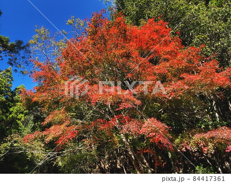 羅漢の里の紅葉　羅漢渓谷の紅葉 84417361
