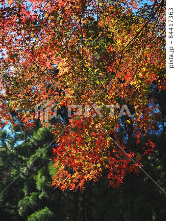 羅漢の里の紅葉 羅漢渓谷の紅葉 羅漢の里の紅葉 羅漢渓谷の紅葉 84417363