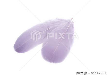 colored feathers isolated 84417903