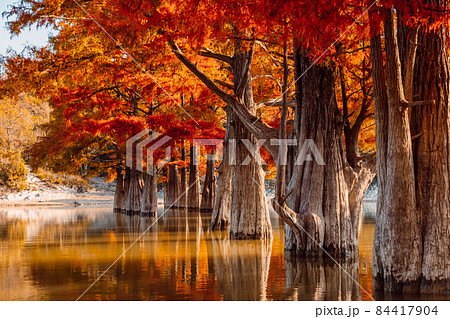 Taxodium tree with orange needles. Autumnal swamp cypresses and lake. Taxodium tree with orange needles. Autumnal swamp cypresses and lake. 84417904