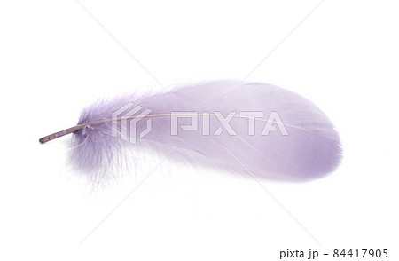 colored feathers isolated 84417905
