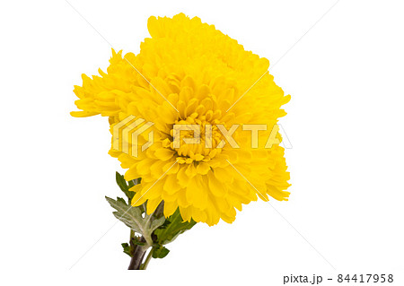 yellow chrysanthemum isolated 84417958