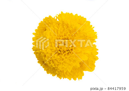 yellow chrysanthemum isolated 84417959