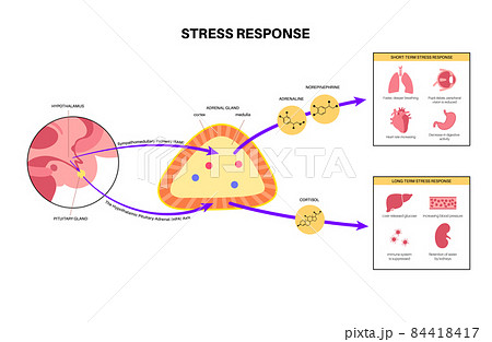 Stress responce system 84418417