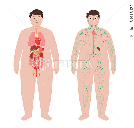 Organs and lymphatic system 84418429