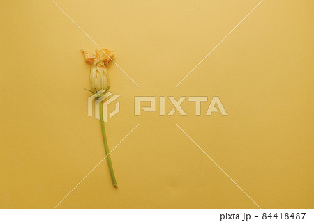 Zucchini flower lies on a yellow background 84418487