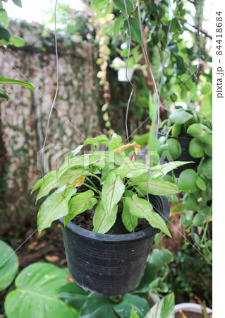Araceae, Arrowhead Vine or Goosefoot Plant or Syngonium podophyllum Schott Araceae, Arrowhead Vine or Goosefoot Plant or Syngonium podophyllum Schott 84418684