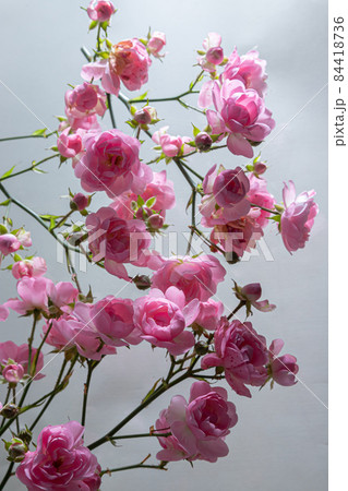 Pink roses bouquet light petal flower blooming with green stem pattern 84418736