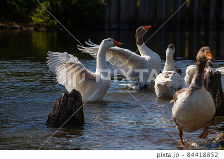 Domestic geese swim in the water. A flock of white beautiful geese in the river Domestic geese swim in the water. A flock of white beautiful geese in the river 84418852