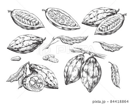 Vector set of chocolate cacao beans, branches with leaves and fruits with seeds. 84418864