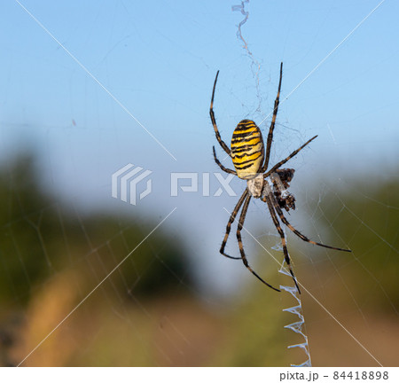 Close up of a spider in nature. Amazing nature. Close up of a spider making web. Macro photography of nature 84418898