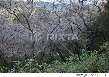 秋に咲く桜 四季桜(市場城址 愛知県 豊田市) 秋に咲く桜 四季桜(市場城址 愛知県 豊田市) 84419221