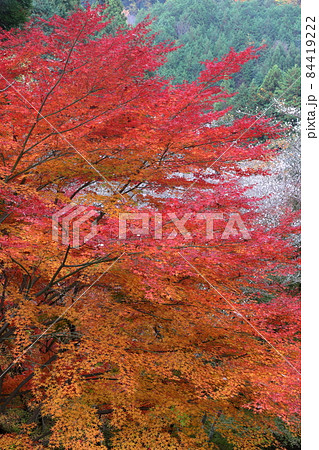 色鮮やかに染まった紅葉（市場城址　愛知県 豊田市） 84419222