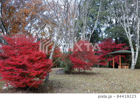 紅葉と城跡(市場城址 愛知県 豊田市) 紅葉と城跡(市場城址 愛知県 豊田市) 84419225