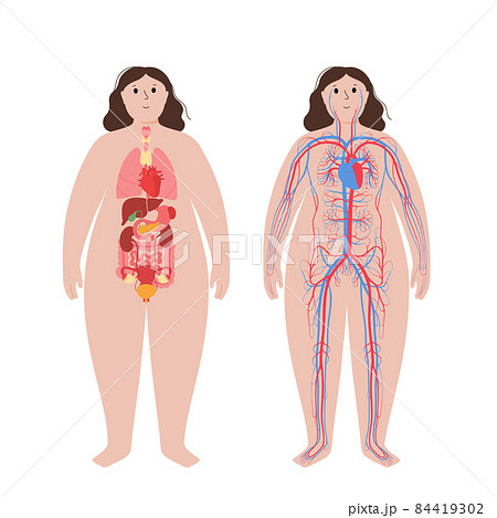 Circulatory system concept Circulatory system concept 84419302