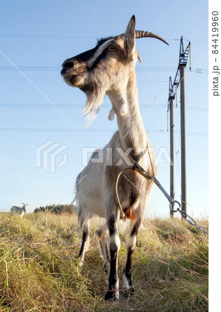 She-goat She-goat 84419960