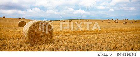round bales of dry straw on agricultural land. banner round bales of dry straw on agricultural land. banner 84419961