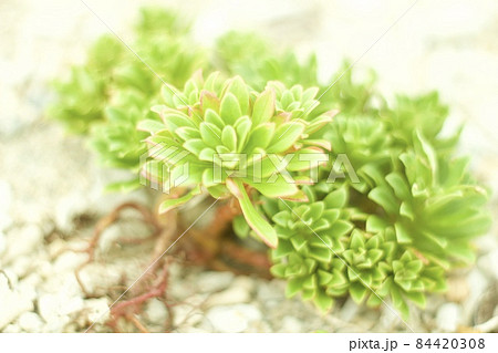 ハマボッス 84420308