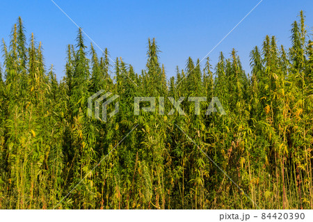 Field of green cannabis (marijuana) plants 84420390