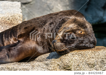 The South American sea lion, Otaria flavescens in the zoo The South American sea lion, Otaria flavescens in the zoo 84420467