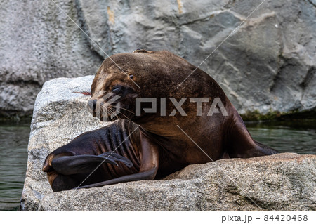 The South American sea lion, Otaria flavescens in the zoo The South American sea lion, Otaria flavescens in the zoo 84420468