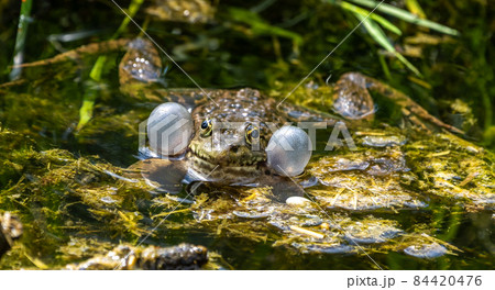 Common frog, Rana temporaria, single reptile croaking in water 84420476
