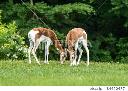 Dama gazelle, Gazella dama mhorr or mhorr gazelle is a species of gazelle 84420477