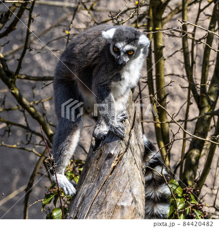 The ring-tailed lemur,Lemur catta with white ringed tail is the most known lemur The ring-tailed lemur,Lemur catta with white ringed tail is the most known lemur 84420482
