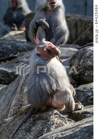 The hamadryas baboon, Papio hamadryas is a species of baboon 84420484