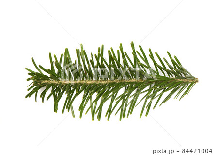 Spruce branch isolated on white background. High resolution photo. 84421004