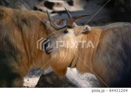 Tibetan Takin Goat-antelope Tibetan Takin Goat-antelope 84421204