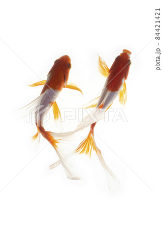 Koi fish on White background Koi fish on White background 84421421