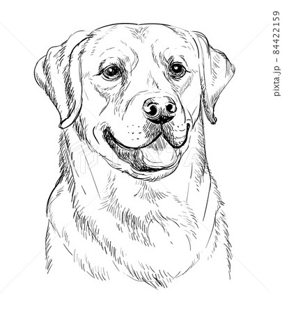 Labrador Retriever  Drawing Skill