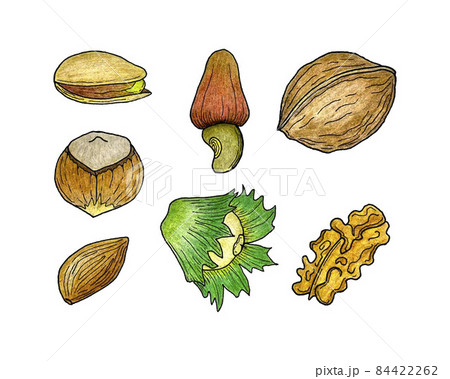 Set of nuts, pistachios hazelnut walnut almonds, hand-drawn pencil drawing, contour, sketch. Isolated, white background. 84422262