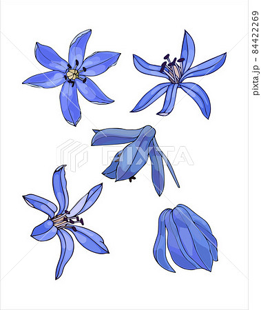 Spring flower set bud Scilla blue, Galanthus, color hand drawing sketch, doodling style, isolated on white background. 84422269