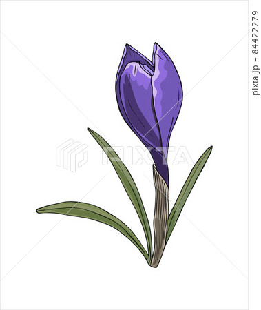 Spring flower Crocus violet color hand drawing sketch, doodling style, isolated on white background. Spring flower Crocus violet color hand drawing sketch, doodling style, isolated on white background. 84422279