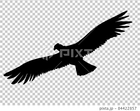 Flying condor silhouette illustration 84422857