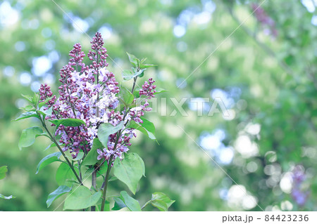 blooming lilac in the park 84423236