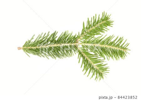 Spruce branch isolated on white background. High resolution photo. 84423852