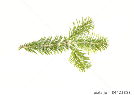 Spruce branch isolated on white background. High resolution photo. 84423853