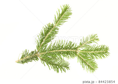 Spruce branch isolated on white background. High resolution photo. Spruce branch isolated on white background. High resolution photo. 84423854