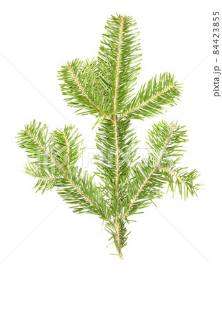 Spruce branch isolated on white background. High resolution photo. 84423855